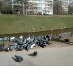 Нина Иванова